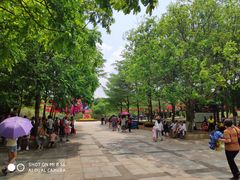 -广东茂名森林公园