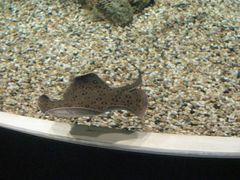 -迪拜水族馆及水下动物园