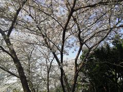 -嘉定紫藤园