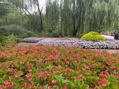 -上海滨江森林公园
