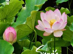 -四川大学(华西校区)