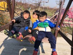 -樂桃源奉贤黄桃种植采摘基地