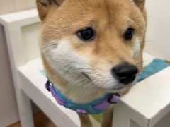 -瑞鹏宠物医院·宠保定点·心脏科·内科(御桥分院)