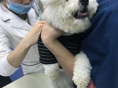 -瑞派动物医院·猫专科·至诚(江南中分院)