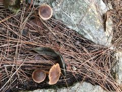 -铁山坪森林公园