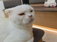 -喵园·猫主题咖啡厅·撸猫·猫咖(国贸店)