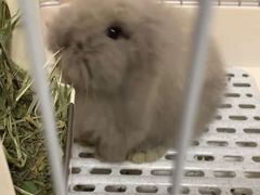 -猫猫幼稚园·撸猫·桌游·电玩