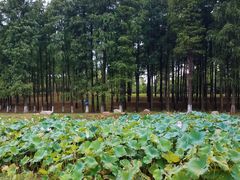 -洪湖悦兮半岛国际温泉度假村