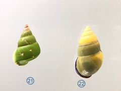 -青岛贝壳博物馆