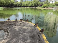 -团结湖公园