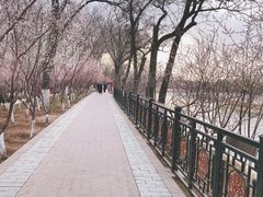 -桃花堤公园