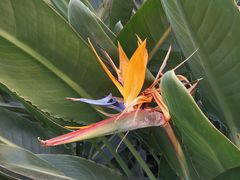 -南宫五洲植物乐园