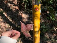 -火炉山森林公园