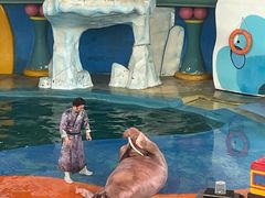 -海合安武汉极地海洋公园