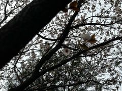 -环城公园