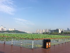 -月湖风景区