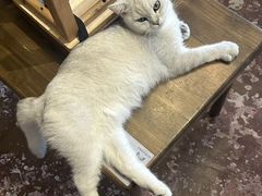 -猫猫幼稚园·撸猫·桌游·电玩