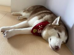 -Husky Go! 哈士奇体验馆·宠物咖啡厅狗咖