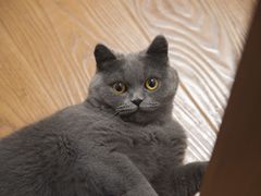 -贝康宠物医院·犬猫全科·小动物特色诊疗中心(东环路店)
