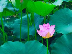 -莲花池公园