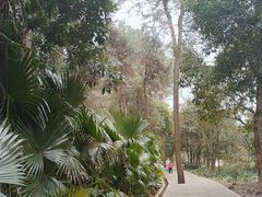 -铁山坪森林公园