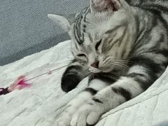 -lincat·猫舍(广州店)