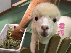 -藦茜花园宠物主题亲子互动体验馆(国顺东路店)