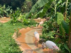 -海南热带野生动植物园