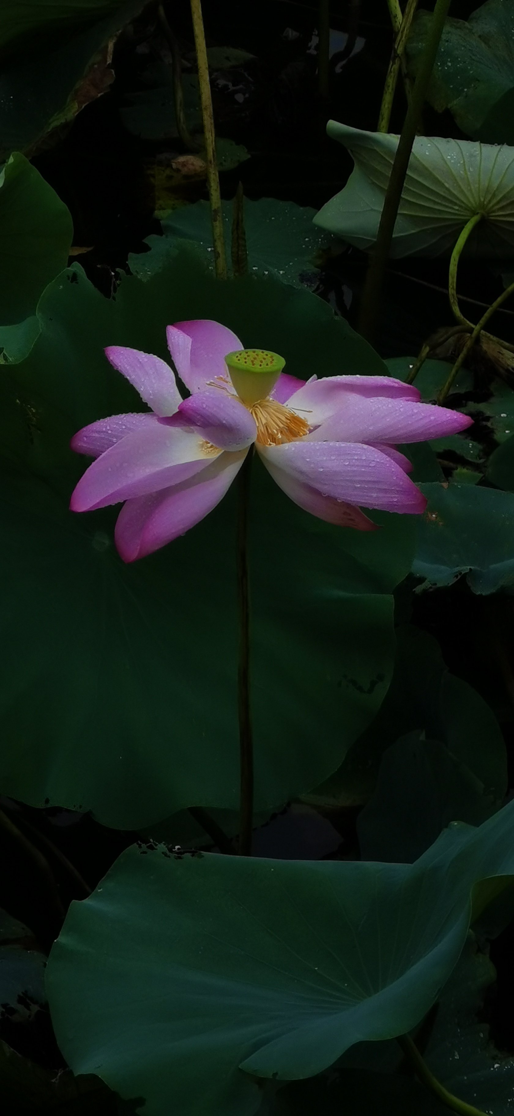 雨后的花草图片真实图片