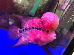 -中环花鸟鱼虫市场