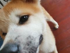 -喜柴咖啡·柴犬狗咖