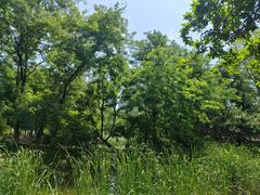 -长白岛森林公园