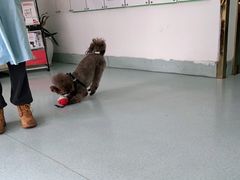 -汪喵宠物医院·骨科心脏影像·犬猫急重症ICU诊疗中心(成华分院)