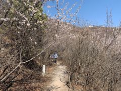 -北京西山国家森林公园