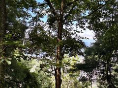 -苍山感通索道