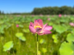 -东郊湿地公园