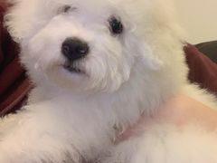 -翊宠yipet猫狗购宠庄园犬舍•猫舍