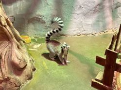 -Zoolung Zoolung动物主题公园(海信广场店)