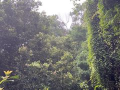 -深圳仙湖植物园
