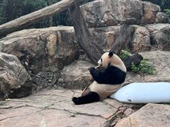 -广州长隆野生动物世界