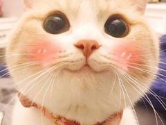 -吉野家(华联商厦店)