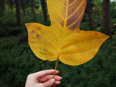 -铁山坪森林公园