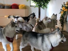 -Husky Go! 哈士奇体验馆·宠物咖啡厅狗咖