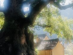 -杨家堂村