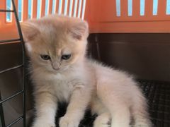 -瑞派·关忠动物医院·猫专科·犬专科(三环新城店)
