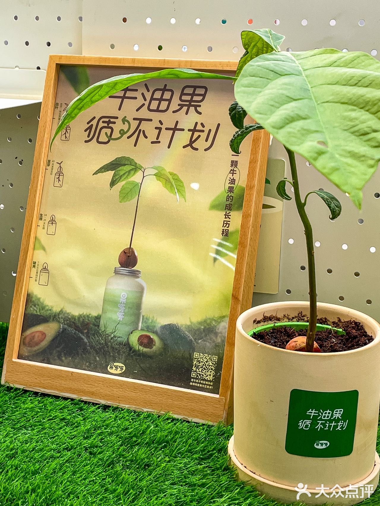 《关于我在长沙种下牛油果🥑这件事》