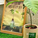 《关于我在长沙种下牛油果🥑这件事》