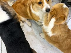 -南京宠物基地·宠物狗宠物猫售卖(南京店)