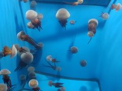 -泉城欧乐堡海洋极地世界