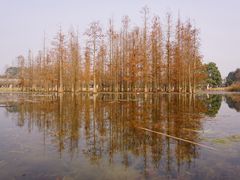 -白鹭湾湿地公园